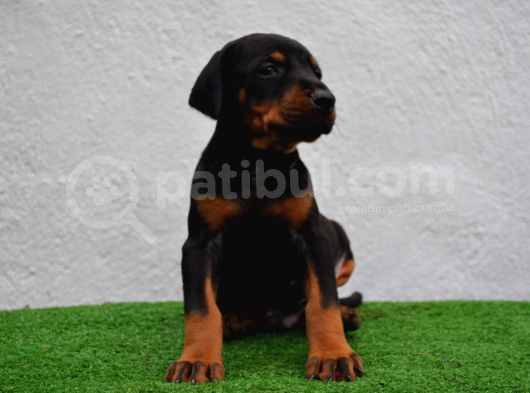 Safkan Dobermann Yavrular görsel