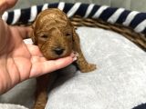 Toy Poodle Yavrulari Erkek Di̇şi̇