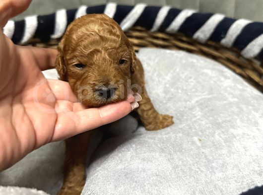 Toy Poodle Yavrulari Erkek Di̇şi̇ görsel