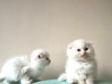 British Shorthairbeyaz Bluepoi̇nt Evimin Yavruları