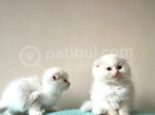 British Shorthairbeyaz Bluepoi̇nt Evimin Yavruları görsel