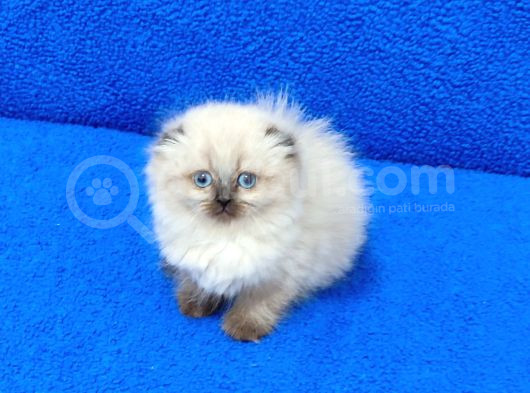 Kaçmaz Scotti̇sh Fold Longhai̇r Bebek görsel