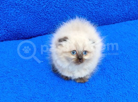 Kaçmaz Scotti̇sh Fold Longhai̇r Bebek görsel