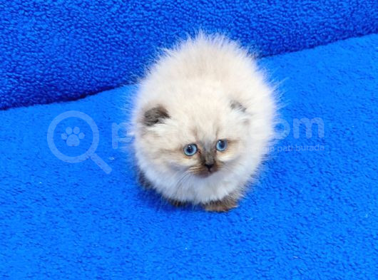 Kaçmaz Scotti̇sh Fold Longhai̇r Bebek görsel