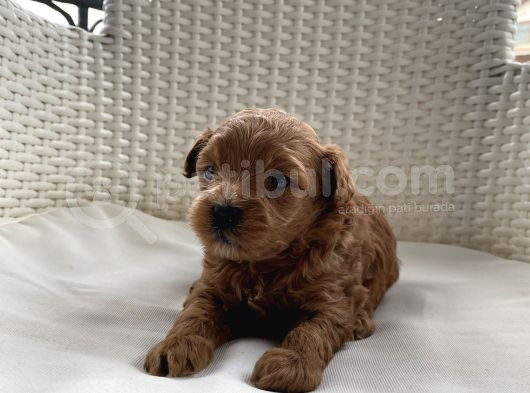 Aprikot Ve Red Toy Poodle Bebekler görsel