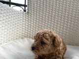 Aprikot Ve Red Toy Poodle Bebekler