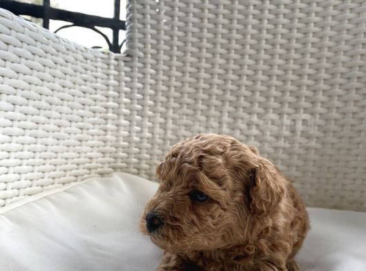 Aprikot Ve Red Toy Poodle Bebekler görsel