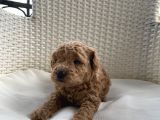 Aprikot Ve Red Toy Poodle Bebekler