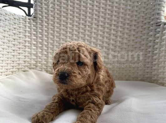 Aprikot Ve Red Toy Poodle Bebekler görsel