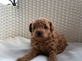 Aprikot ve red toy poodle bebekler