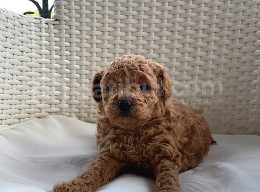 Aprikot Ve Red Toy Poodle Bebekler