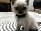 British shorthair