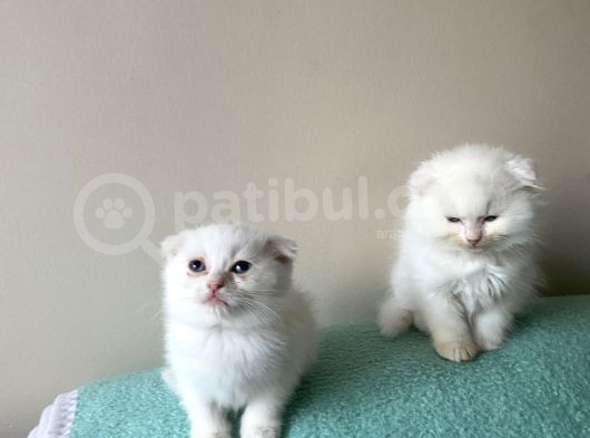 British Shorthairbeyaz Bluepoi̇nt Evimin Yavruları