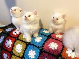 British Shorthair Sevgi Delisi Son Yavrum