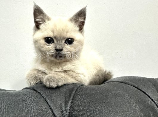British Shorthair görsel