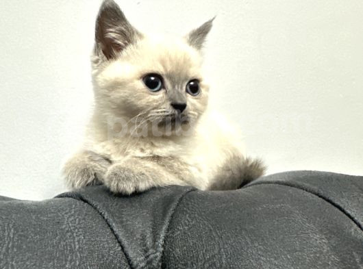 British Shorthair görsel