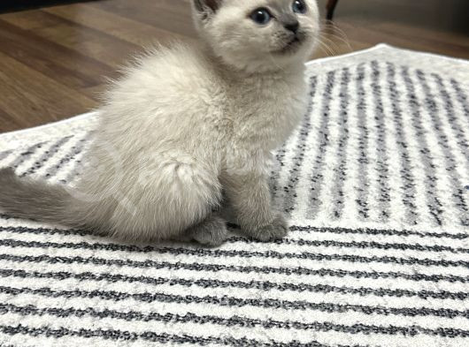 British Shorthair görsel