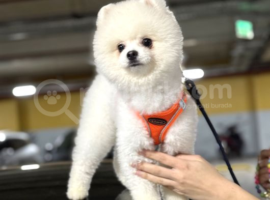 Tam ayıcık yüz boo