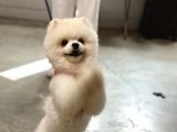 Tam Ayıcık Yüz Boo