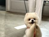 Tam Ayıcık Yüz Boo