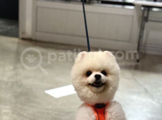Tam Ayıcık Yüz Boo görsel