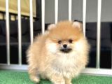 Teddy Bear Ayi Surat Pomerani̇an Boo