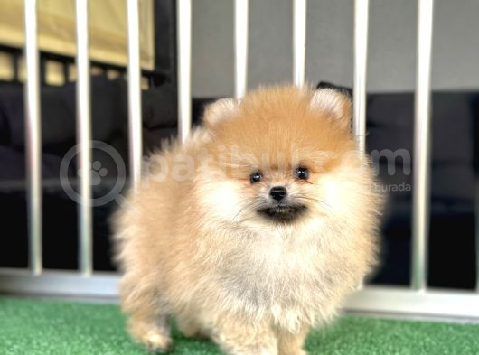 Teddy Bear Ayi Surat Pomerani̇an Boo görsel