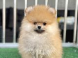 TEDDY BEAR AYI SURAT POMERANİAN BOO