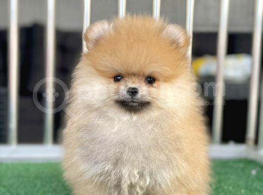 Teddy Bear Ayi Surat Pomerani̇an Boo