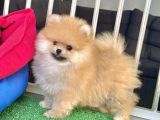 Teddy Bear Ayi Surat Pomerani̇an Boo