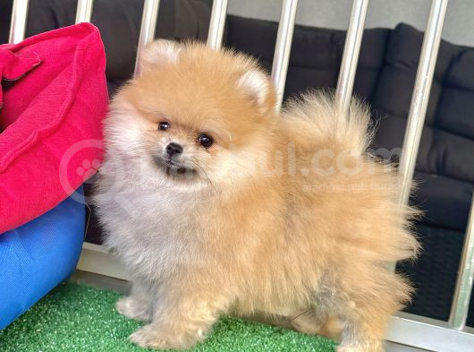 Teddy Bear Ayi Surat Pomerani̇an Boo görsel