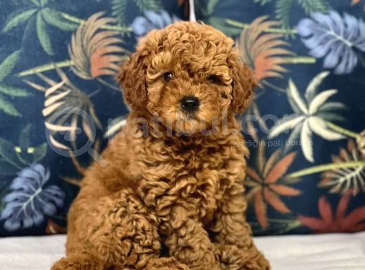 Mini Boy Puppy Kıpkırmızı Red Tooy Poodle görsel