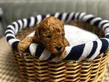Toy Poodle Yavrulari Erkek Di̇şi̇