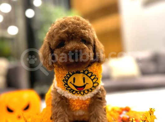 Orjinal Toy Poodle Yavruları