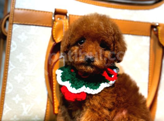 Orjinal Toy Poodle Yavruları görsel