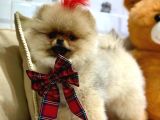 3 Aylik Seceri̇li̇ Yavrumuz Ori̇ji̇nal Safkan Teddy Bear