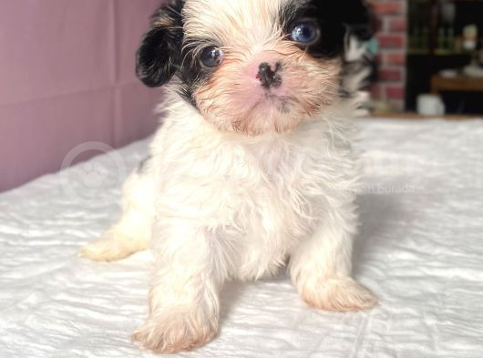 Teacup Mavi Göz Shihtzu Kızım görsel