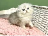 Bebeksi Silver Scottish Fold Longhair