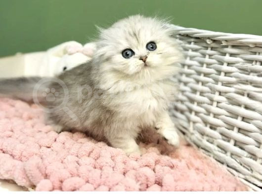 Bebeksi Silver Scottish Fold Longhair görsel