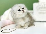 Bebeksi Silver Scottish Fold Longhair