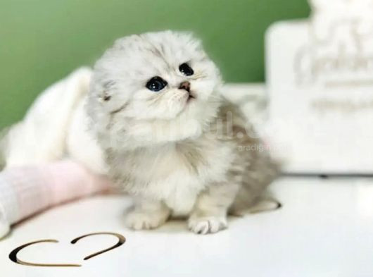Bebeksi Silver Scottish Fold Longhair görsel