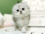 Bebeksi Silver Scottish Fold Longhair