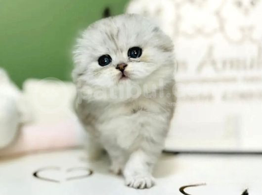 Bebeksi Silver Scottish Fold Longhair görsel