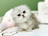 Bebeksi Silver Scottish Fold Longhair