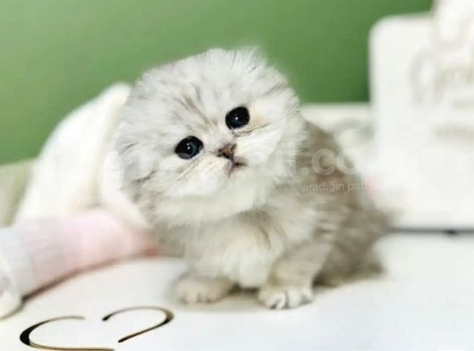 Bebeksi Silver Scottish Fold Longhair