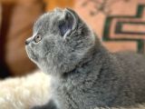 Kara Kuzum Gri British Shorthair