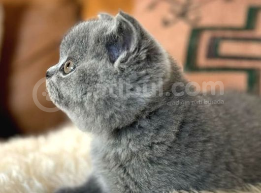 Kara Kuzum Gri British Shorthair görsel