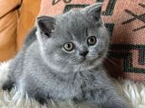 Kara Kuzum Gri British Shorthair