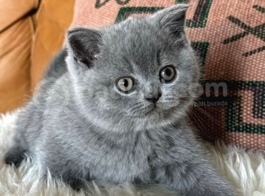 Kara Kuzum Gri British Shorthair görsel