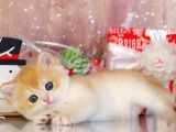 Goldistanlı Golden British Shorthair